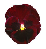 Graines de fleurs PENSEE POUR SUSPENSIONS INSPIRE  F1 (Viola witrockiana) - Graineterie A. DUCRETTET