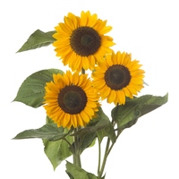 Graines de fleurs SOLEIL ou HELIANTHUS SUNRICH F1 (Helianthus annuus) - Graineterie A. DUCRETTET