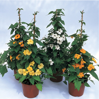 THUNBERGIA THUNBERGIA-SUSANE (Thunbergia alata (aurantiaca))-mélange de 6 coloris - Graineterie A. DUCRETTET