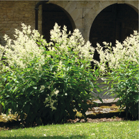 Graines de fleurs ARUNCUS A. dioicus (sylvestris) (Aruncus dioicus ou A. sylvestris) - Graineterie A. DUCRETTET