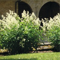 Graines de fleurs vivaces - ARUNCUS - Graineterie A. DUCRETTET