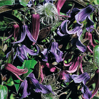 Graines de fleurs vivaces - CLEMATIS - Graineterie A. DUCRETTET