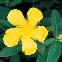  HYPERICUM HYPERICUM-ROSE DE SHARON (Hypericum calycinum)-jaune - Graineterie A. DUCRETTET