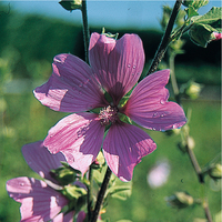 Graines de fleurs LAVATERE VIVACE THURINGIACA (Lavatera thuringiaca) - Graineterie A. DUCRETTET