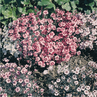  OEILLET VIVACE OEILLET VIVACE-ALLWOODII ALPINUS (Dianthus allwoodii alpinus)-rose - Graineterie A. DUCRETTET