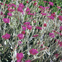 Graines de fleurs LYCHNIS CORONARIA (Lychnis (ou Agrostemma) coronaria) - Graineterie A. DUCRETTET