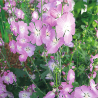 Graines de fleurs SIDALCEA PARTYGIRL (Sidalcea malviflora) - Graineterie A. DUCRETTET