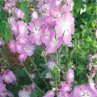  SIDALCEA SIDALCEA-PARTYGIRL (Sidalcea malviflora)-rose clair - Graineterie A. DUCRETTET