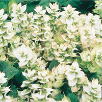  SAUGE SAUGE-TURKISCANICA ALBA (Salvia sclarea)-blanc - Graineterie A. DUCRETTET