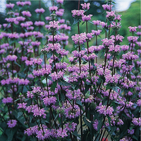  PHLOMIS PHLOMIS-TUBEROSA (Phlomis tuberosa)-rose veinée de pourpre - Graineterie A. DUCRETTET