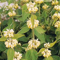 Graines de fleurs PHLOMIS RUSSELIANA (SAMIA) (Phlomis russeliana (ou samia)) - Graineterie A. DUCRETTET
