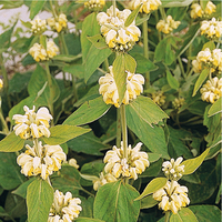  PHLOMIS PHLOMIS-RUSSELIANA (SAMIA) (Phlomis russeliana (ou samia))-jaune soufre - Graineterie A. DUCRETTET