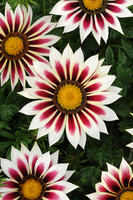  GAZANIA GAZANIA-NEW DAY (Gazania)-ROSE STRIPE (blanc flammé) - Graineterie A. DUCRETTET