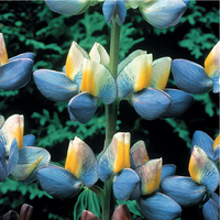 Graines de fleurs LUPIN ANNUEL SUNRISE (Lupinus cruckshanskii) - Graineterie A. DUCRETTET