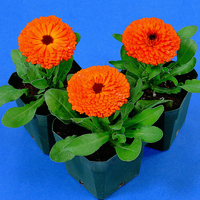 Graines de fleurs CALENDULA (SOUCI) CALYPSO (Calendula officinalis) - Graineterie A. DUCRETTET