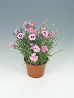 Graines de fleurs OEILLET VIVACE GRATIANOPOLITANUS ROSE QUARTZ (Dianthus gratianopolitanus) - Graineterie A. DUCRETTET