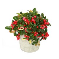 Graines de fleurs GAULTHERIE MERRY BERRY (Gaultheria procumbens) - Graineterie A. DUCRETTET