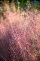  GRAMINEES VIVACES GRAMINEES VIVACES-RUBY (Muhlenbergia capillaris)-rose - Graineterie A. DUCRETTET