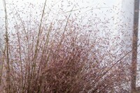  GRAMINEES VIVACES GRAMINEES VIVACES-ROSY (Muhlenbergia reverchonii)-rose rougeâtre - Graineterie A. DUCRETTET