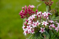  PENTAS LANCEOLATA PENTAS LANCEOLATA-GRAFFITI F1 (Pentas lanceolata)-appleblossom (bicolore) - graines enrobées - Graineterie A. DUCRETTET