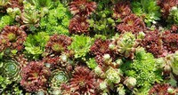  SUCCULENTES VIVACES SUCCULENTES VIVACES-HARDY HIPPIE CHICKS (Sempervivum)-mélange - Graineterie A. DUCRETTET