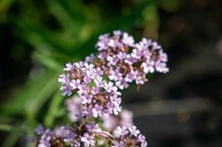  VERVEINE VERVEINE-POLARIS (Verbena rigida)-rose mauve - Graineterie A. DUCRETTET