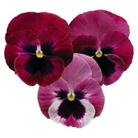 Graines de fleurs PENSEE  A GRANDES FLEURS INSPIRE DELUXXE (Viola witrockiana) - Graineterie A. DUCRETTET
