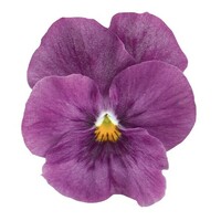  VIOLA CORNUTA VIOLA CORNUTA-ADMIRE F1 (Viola cornuta)-orchid - Graineterie A. DUCRETTET