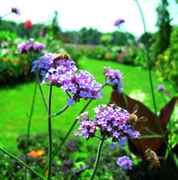 Graines de fleurs VERVEINES  DIVERSES BONARIENSIS (Verbena bonariensis) - Graineterie A. DUCRETTET