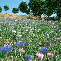 Graines de Fleurs - Les mélanges fleuris - Graineterie A. DUCRETTET