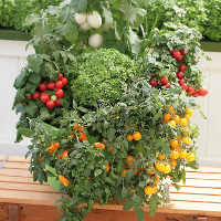 Graines de Fleurs - Les légumes de patio - Graineterie A. DUCRETTET