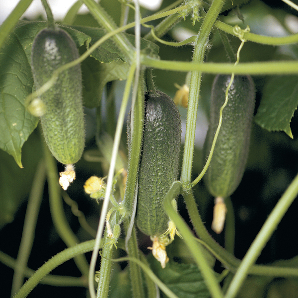 Cornichon (Cucumis sativus)