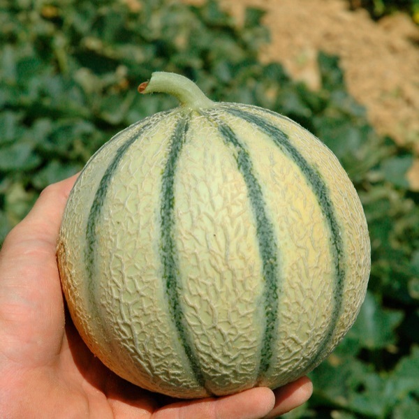 Graines potagères MELON MALTESE F1 (Cucumis melo) A