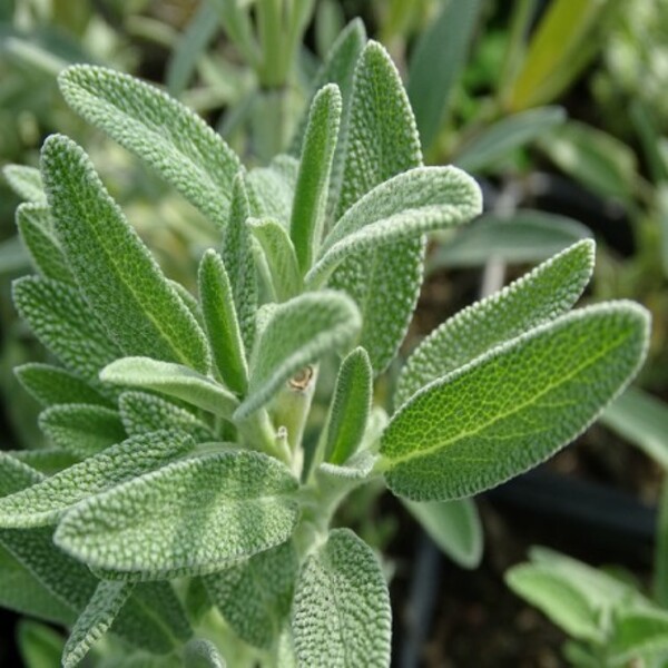 Sauge blanche ou sauge sacrée, Salvia apiana 