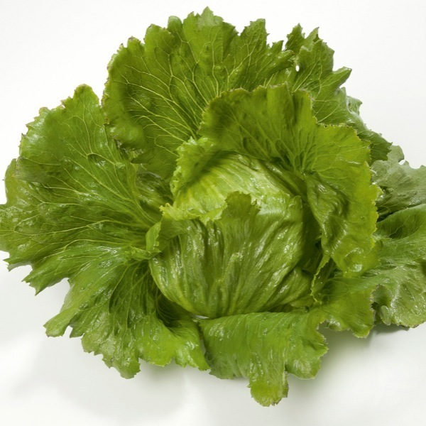 250 Graines De Laitue Iceberg Méthode BIO Salade Légume Potager Permaculture