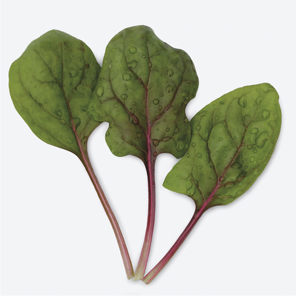 250 Graines D'Epinard Matador - Spinacia Oleracea, Variété à Feuilles Larges Vert Foncé, Pour Semis De Février à Mai