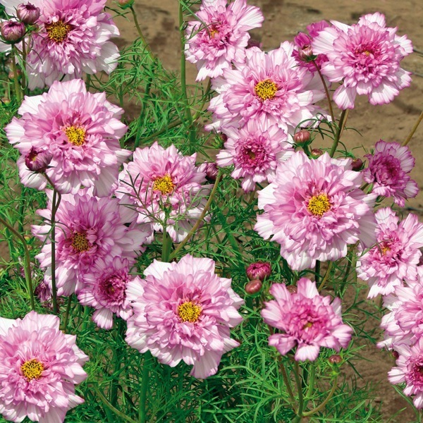 Graines De Fleurs Cosmos Bipinnata Double Click Cosmos