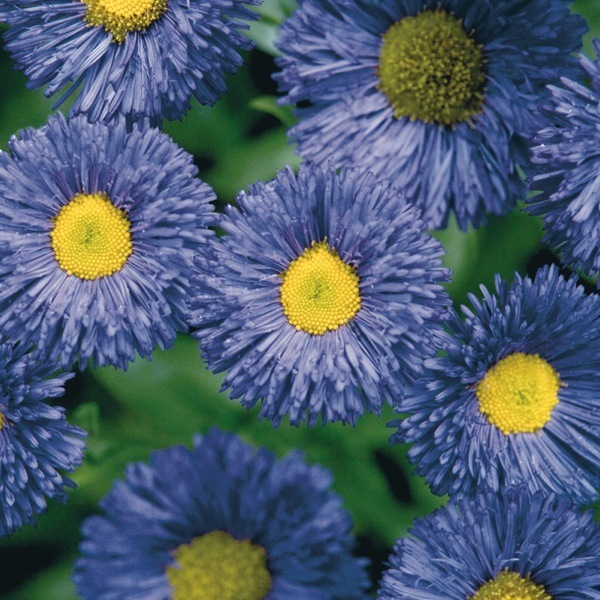 Graines Fleur Erigeron SPECIOSUS bleu de l'Ukraine 