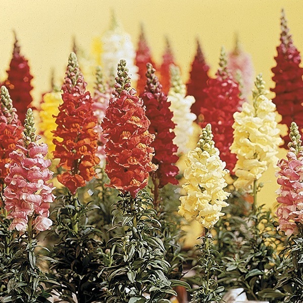 Graines De Muflier Hautes Mélange - Sachet 0,5g, Pour Bordures Et Fleurs Coupées, Annuelle
