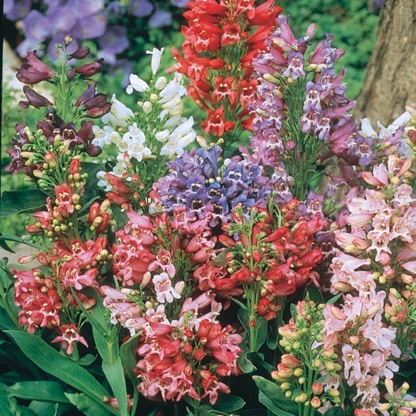 Graines de fleurs PENSTEMON RONDO (Penstemon barbatus ...