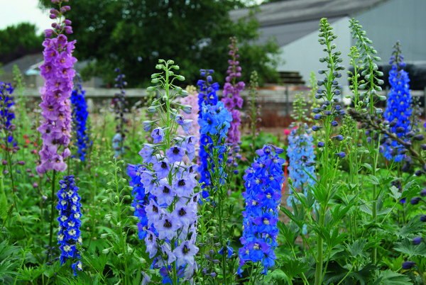 Graines-Seeds Delphinium à fleurs de jacinthe mélange