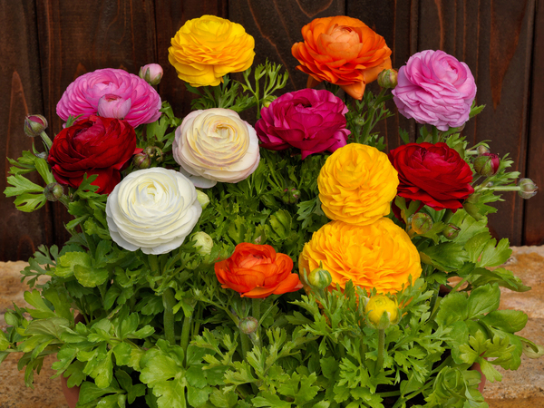 Graines de fleurs RENONCULE BLOOMINGDALE F1 (Ranunculus asiaticus) -  Graineterie A. DUCRETTET