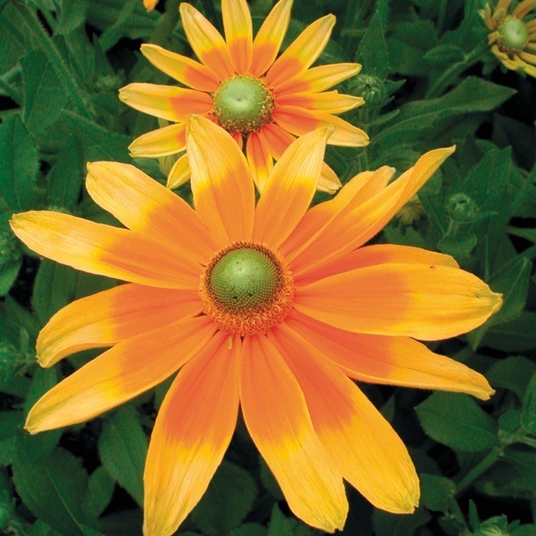 Graines Echinacea Rudbeckia Bio - Environ 100 Graines - Plante Médicinale Jaune Graines Reproductibles