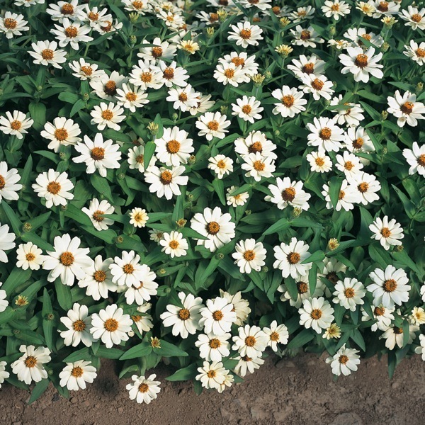 Graines de fleurs ZINNIA A PETITES FLEURS PROFUSION KNEE HIGH F1