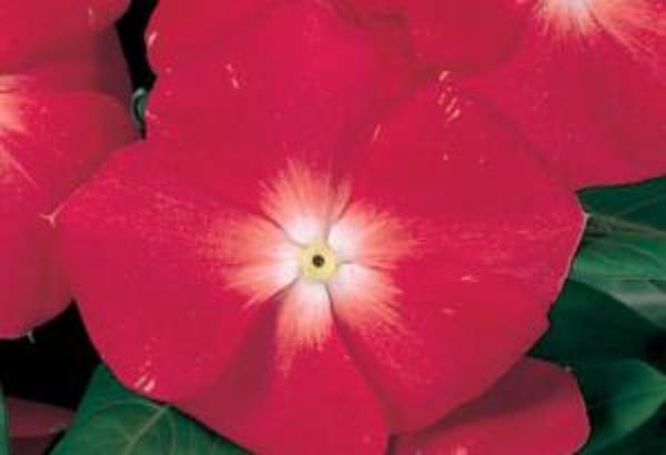 100 Graines De Pervenche – Faciles à Cultiver, Sans OGM, Parfaites Pour Jardin Et Balcon