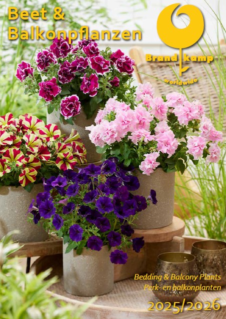 Brandkamp Jungpflanzen